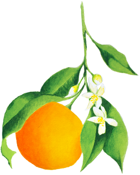 Illustration of an orange on a branch with leaves and flowers